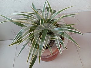 Ã¢ËÂºSpiderplants photo